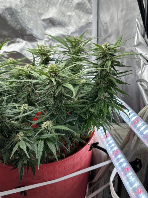 Strawberry gorilla. Week 8