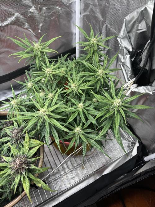 Strawberry gorilla. Week 8