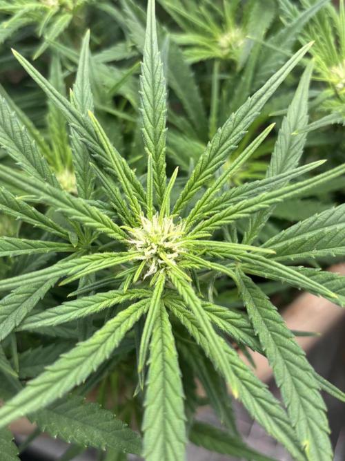 Apple stredel. Week 5