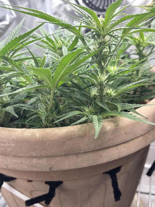 Apple stredel. Week 5