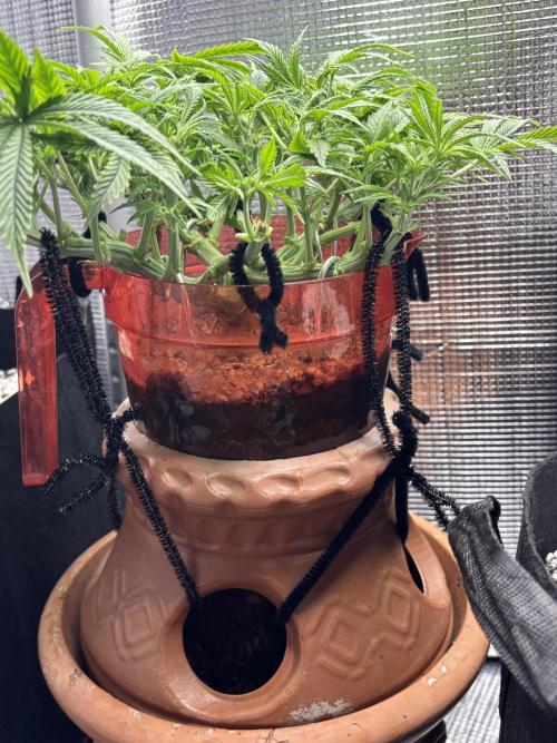 Mix pack from fast buds. Week 4