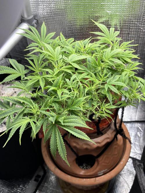 Mix pack from fast buds. Week 4