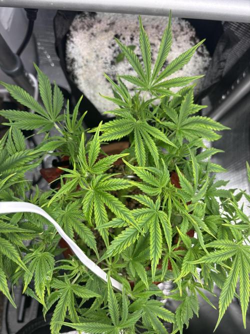 Mix pack from fast buds. Week 4