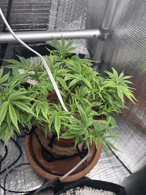 Mix pack from fast buds. Week 4