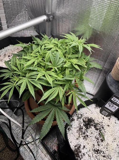 Mix pack from fast buds. Week 4