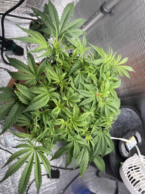 Mix pack from fast buds. Week 4