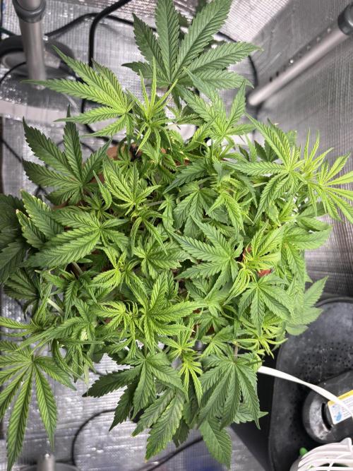 Mix pack from fast buds. Week 4