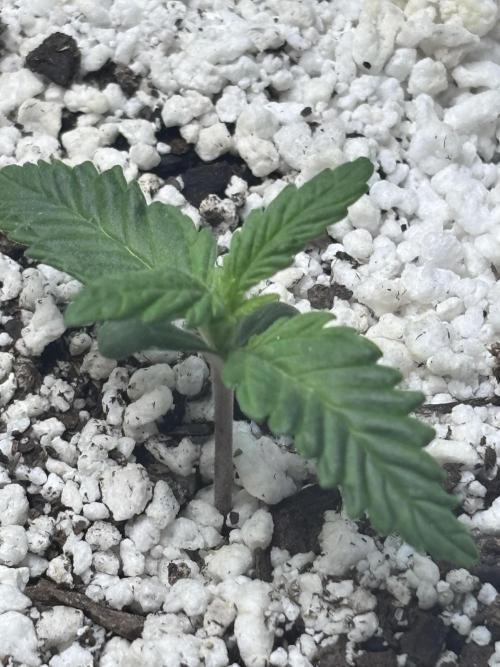 RF3 fastbuds. Week 2