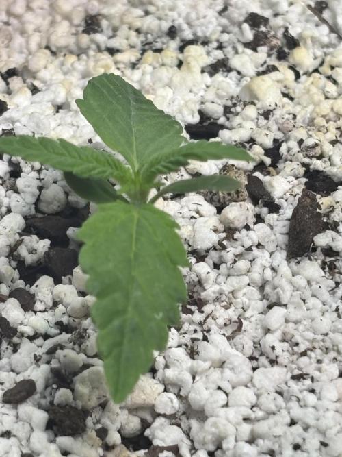 RF3 fastbuds. Week 2