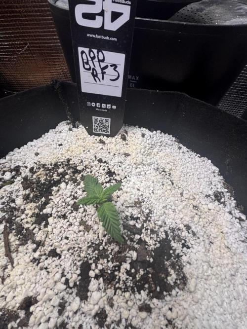 RF3 fastbuds. Week 2