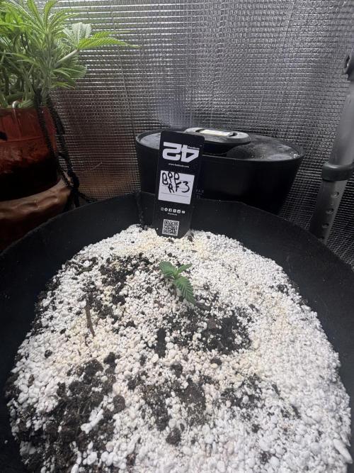 RF3 fastbuds. Week 2