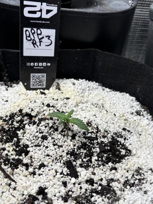 RF3 fastbuds. Week 2