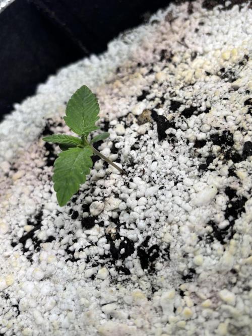 RF3 fastbuds. Week 2