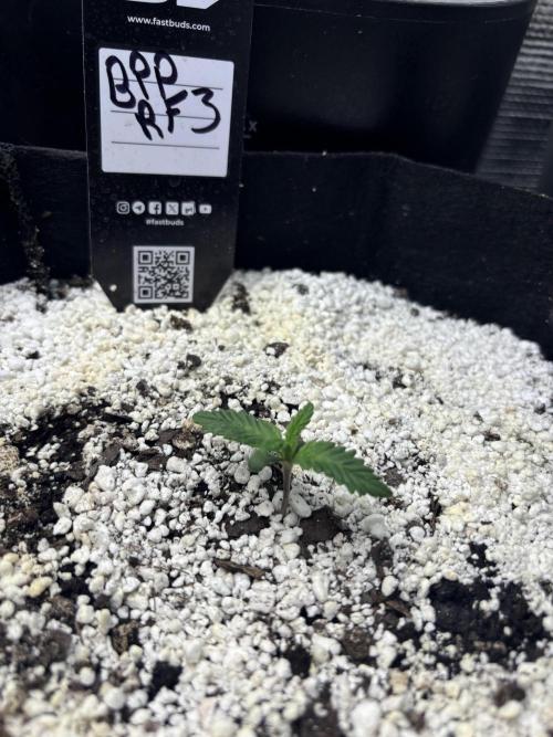 RF3 fastbuds. Week 2