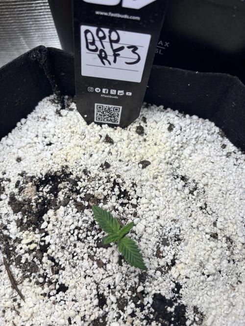 RF3 fastbuds. Week 2