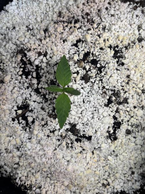 RF3 fastbuds. Week 2