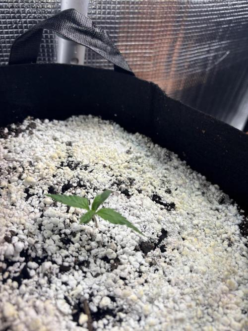 RF3 fastbuds. Week 2