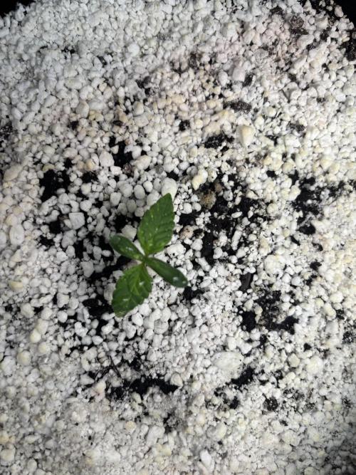 RF3 fastbuds. Week 2