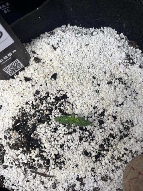 RF3 fastbuds. Week 2