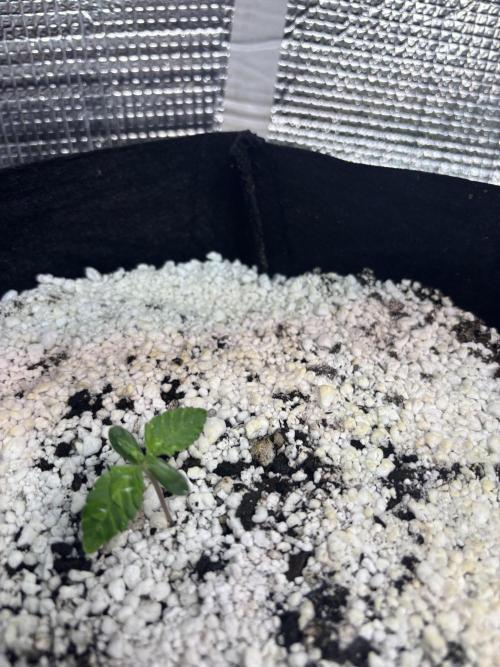 RF3 fastbuds. Week 2