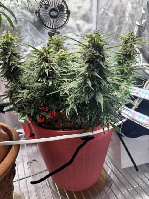 Strawberry gorilla. Week 9