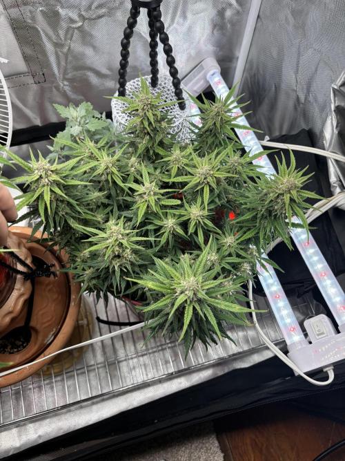 Strawberry gorilla. Week 9