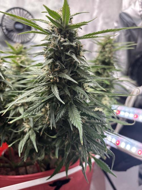 Strawberry gorilla. Week 9