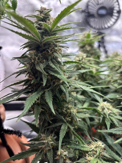 Strawberry gorilla. Week 9