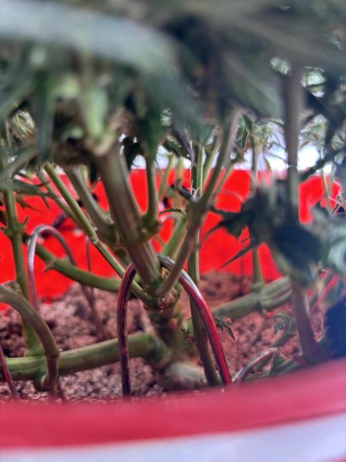 Strawberry gorilla. Week 9