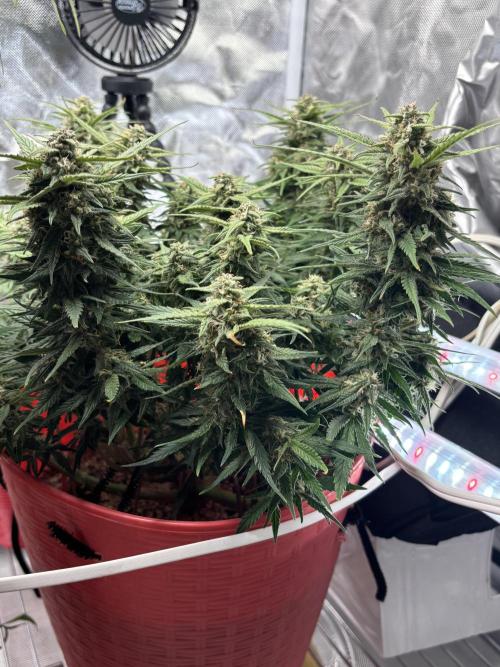 Strawberry gorilla. Week 9