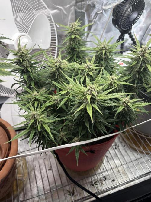 Strawberry gorilla. Week 9