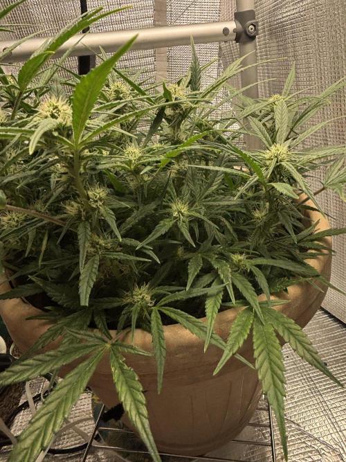 Apple stredel. Week 6