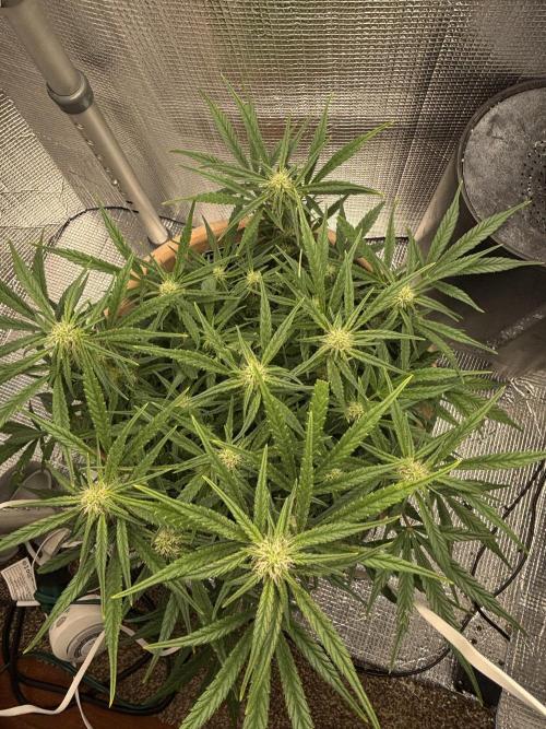 Apple stredel. Week 6