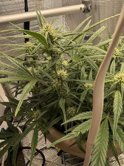 Apple stredel. Week 6