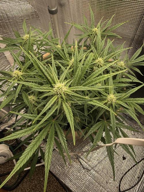 Apple stredel. Week 6