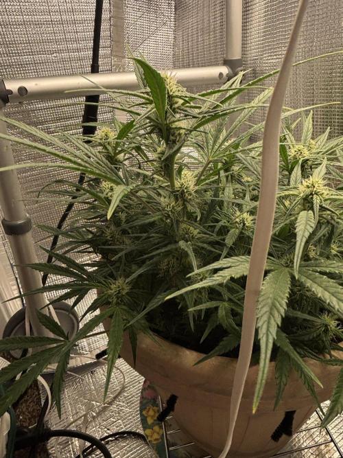 Apple stredel. Week 6