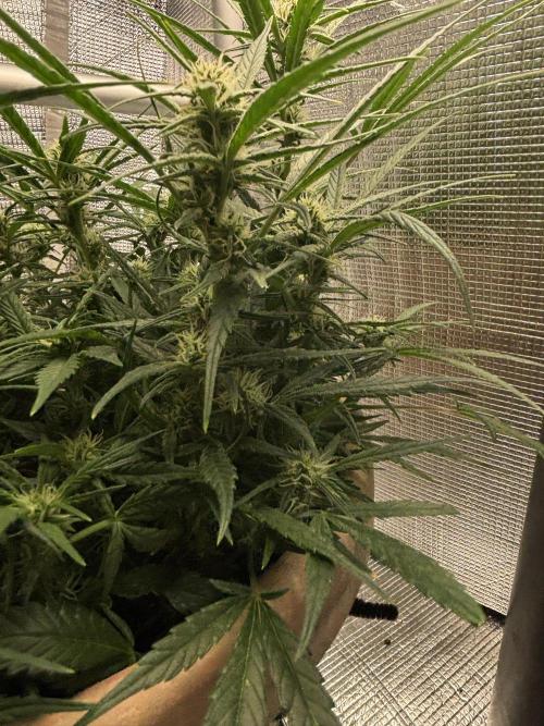 Apple stredel. Week 6