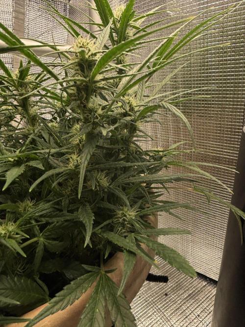 Apple stredel. Week 6