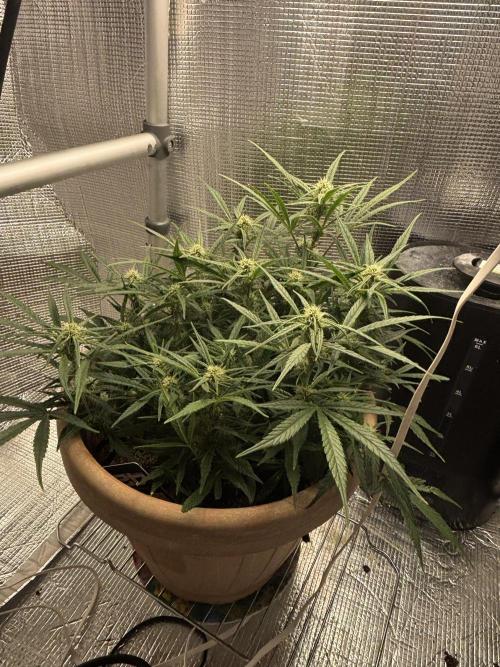 Apple stredel. Week 6