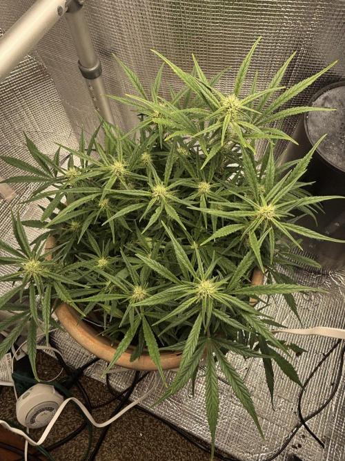 Apple stredel. Week 6