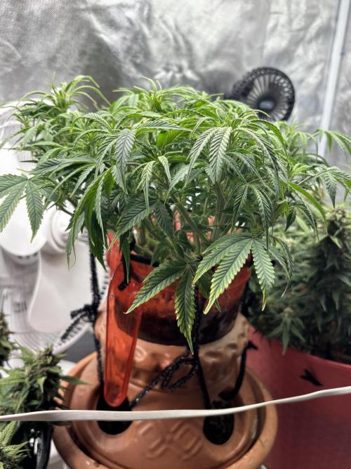 Mix pack from fast buds. Week 5