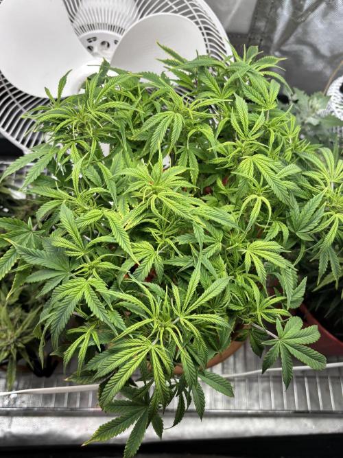 Mix pack from fast buds. Week 5 - Two days after defoliation it’s crazy right already bushes back out
