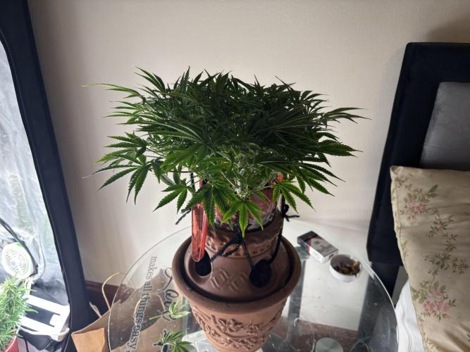 Mix pack from fast buds. Week 5 - Before defoliation