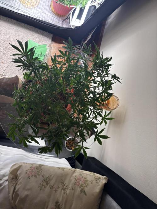 Mix pack from fast buds. Week 5 - After defoliation