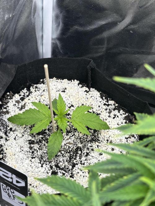 RF3 fastbuds. Week 2