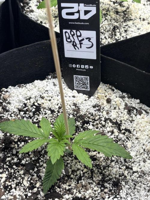 RF3 fastbuds. Week 2