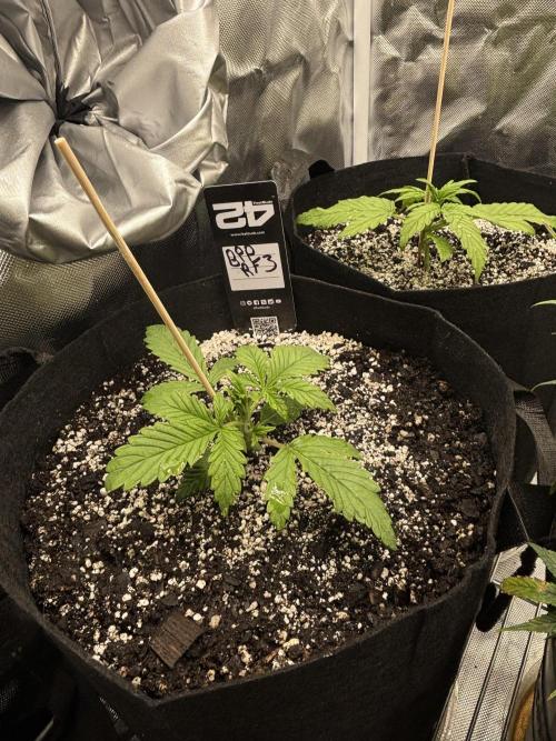 RF3 fastbuds. Week 2