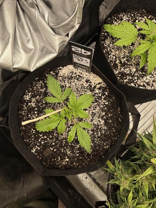 RF3 fastbuds. Week 2