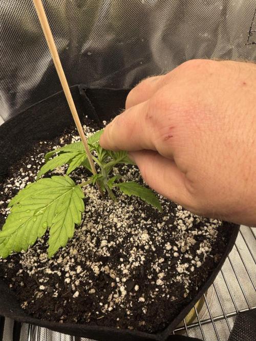 RF3 fastbuds. Week 2