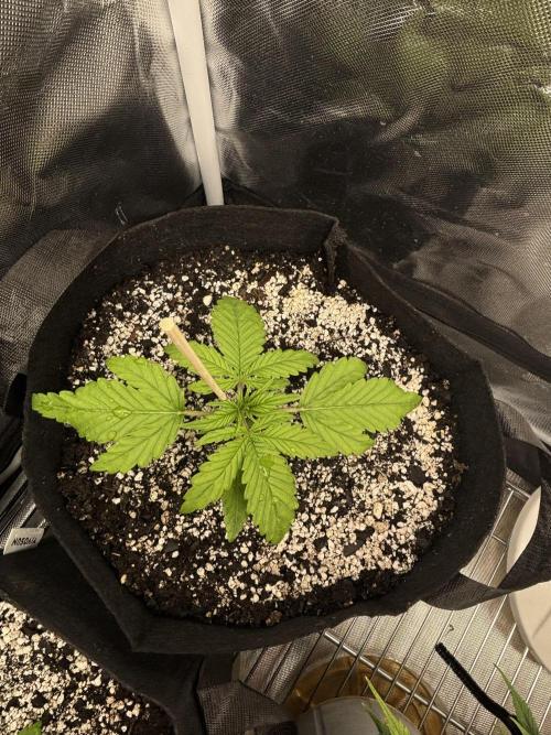 RF3 fastbuds. Week 2